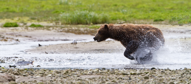 Grizzly Bear Chasing Salmon